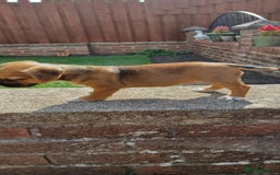 Mixed Breed dogs for sale: Jack Russell x Boarder Terrier girl pup - Image 8