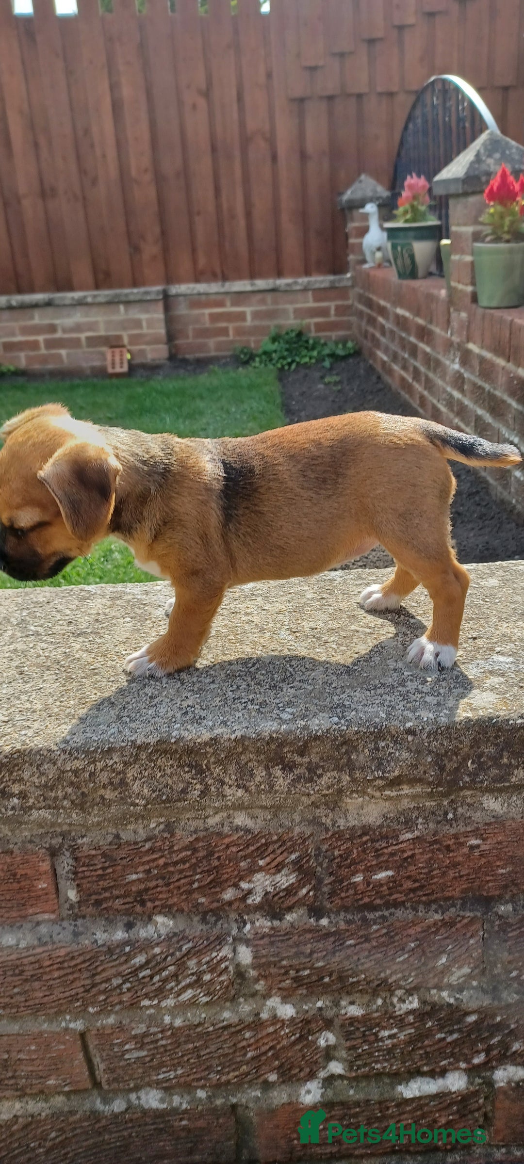 Mixed Breed dogs for sale: Jack Russell x Boarder Terrier girl pup - Image 8