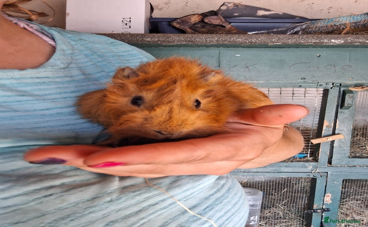 Guinea Pig rodents - Advert 1