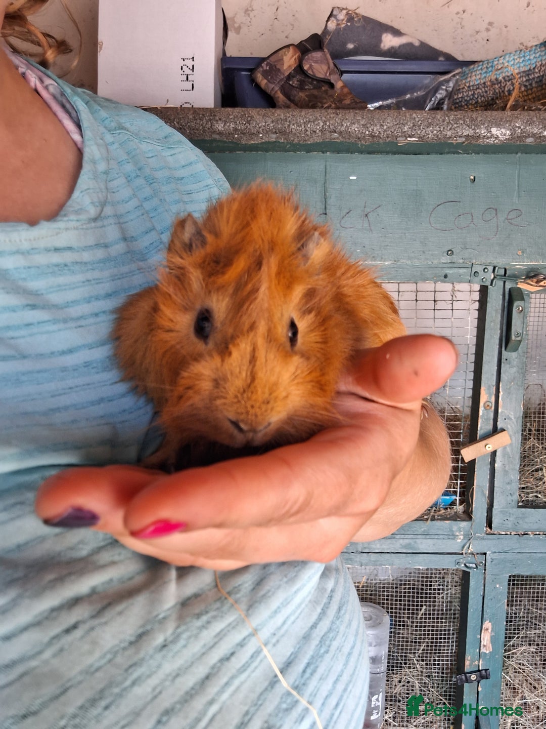 Guinea Pig rodents for sale: Young long haired boar  - Image 1