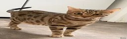 Bengal cats for sale: BROWN SPOTTED BENGAL GIRL  in Wishaw - Advert 1