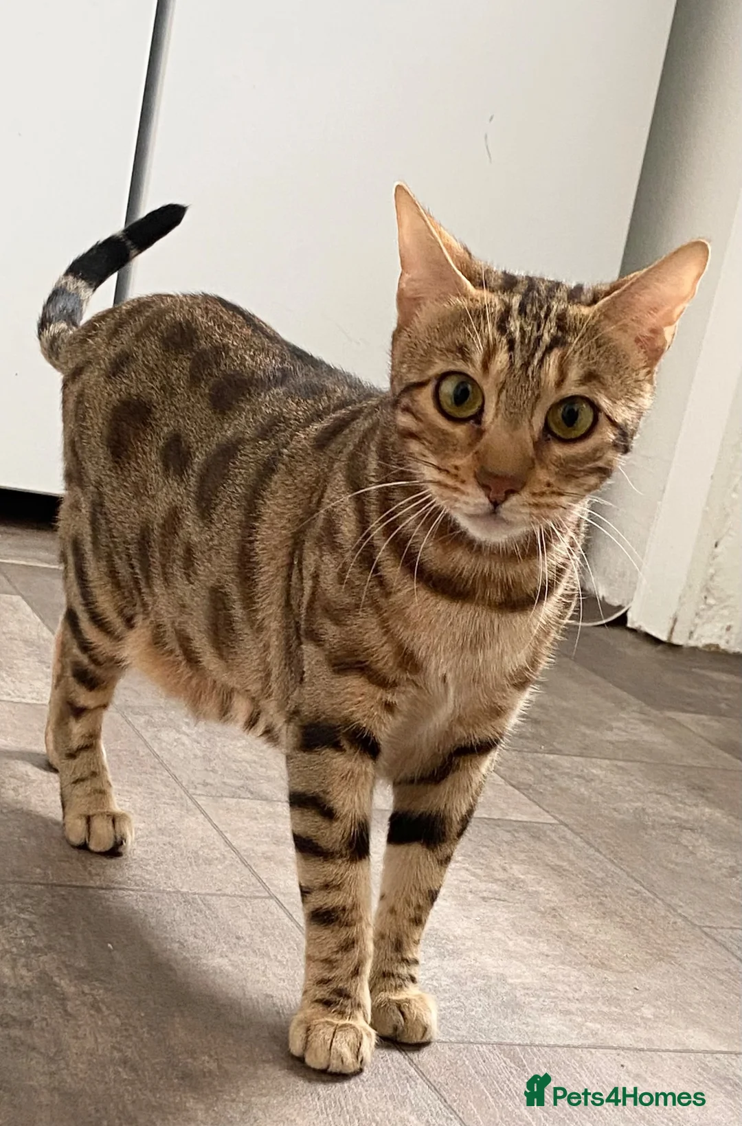 Bengal cats for sale: BROWN SPOTTED BENGAL GIRL  in Wishaw - Advert 1