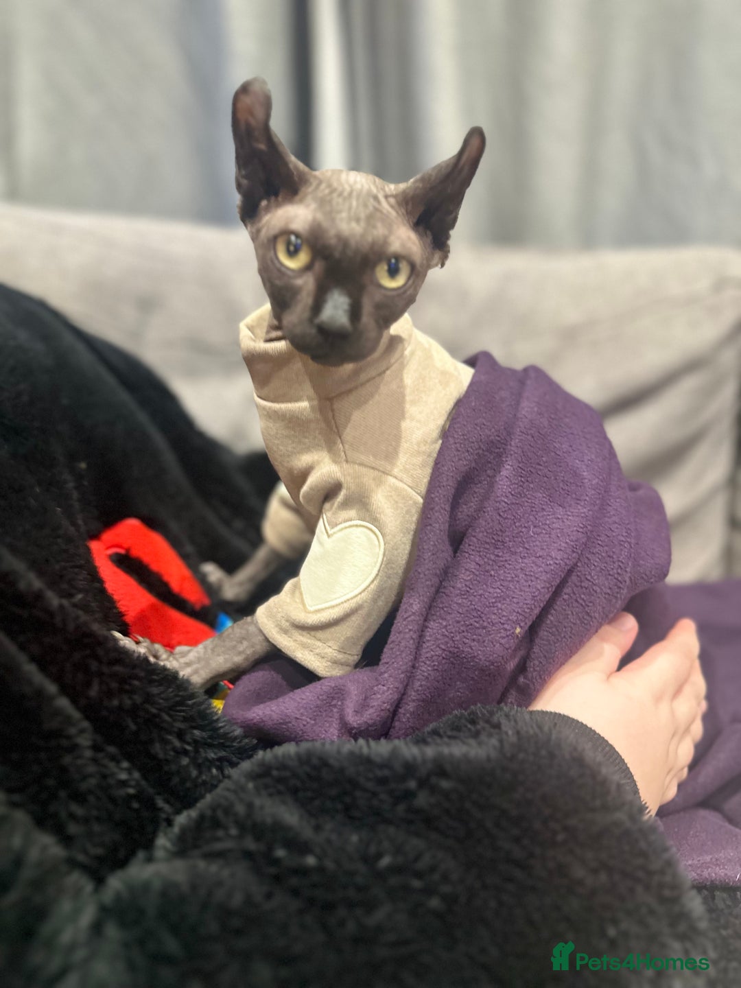 Sphynx cats for stud: Stunning blue Elf - Advert 18