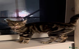 European cats for sale: Tortoiseshell Kittens Ready in 2 months - Image 5
