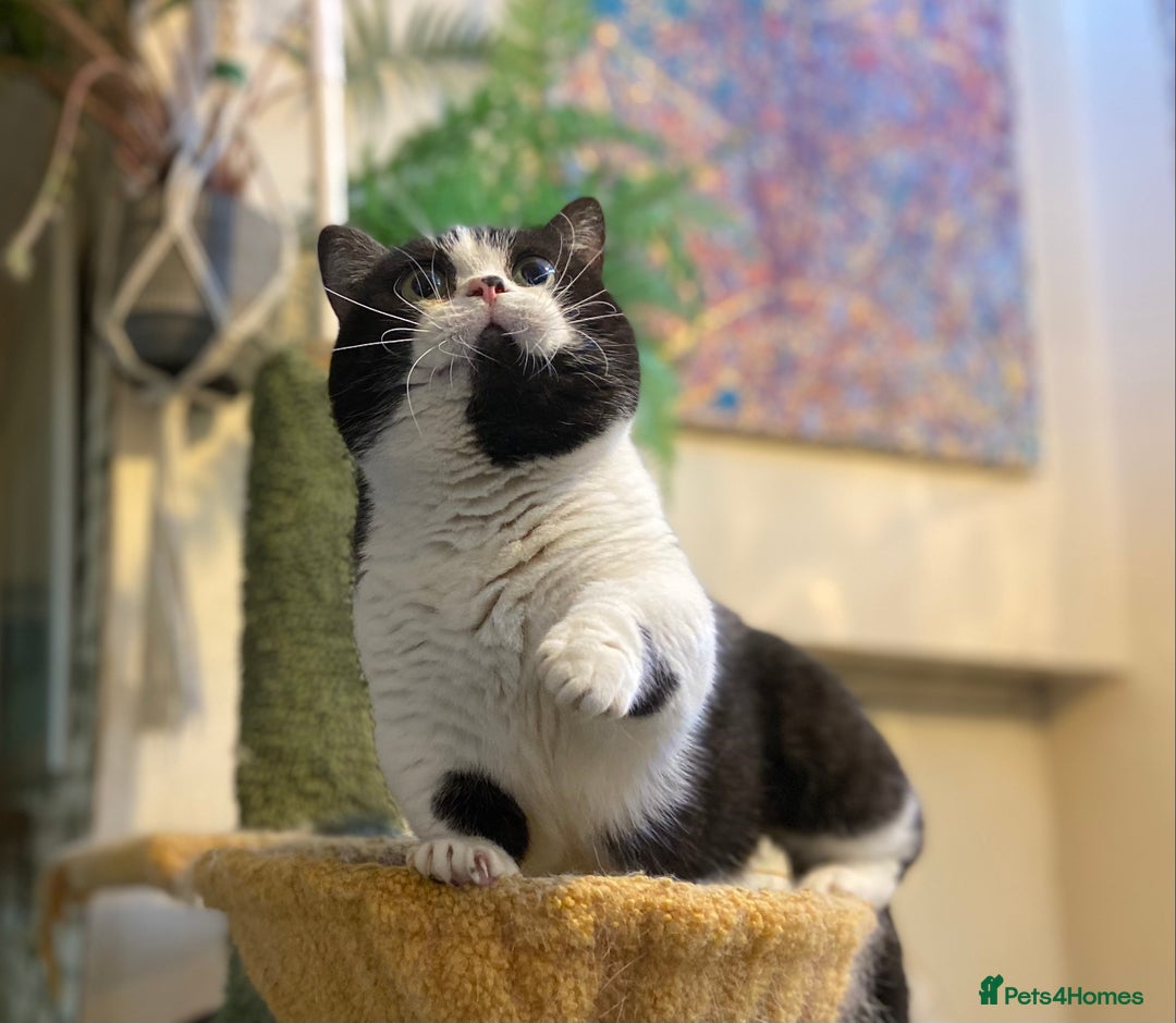 Munchkin cats for sale: Call center cat, TICA active registered munchkin - Advert 12