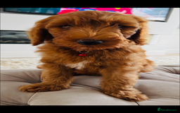 Goldendoodle dogs for sale: Stunning red golden double  doodles  - Image 2