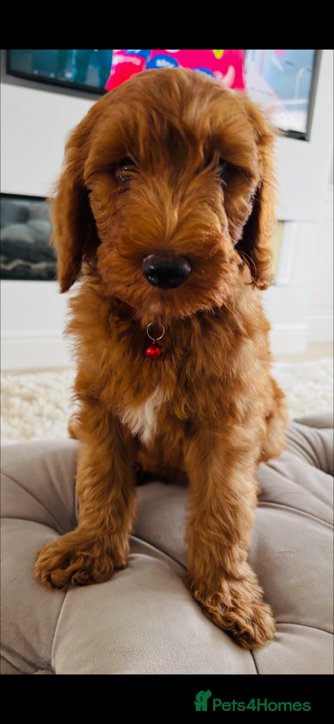 Goldendoodle dogs for sale: Stunning red golden double  doodles  - Image 2
