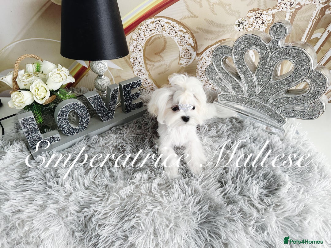 Maltese dogs for sale: Tiny KC Reg. Korean Line Maltese- by Emperatrice - Image 13