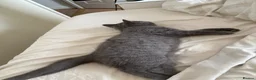 British Shorthair cats for sale: 2 Adult Cats / 1 kitten for sale - Advert 4