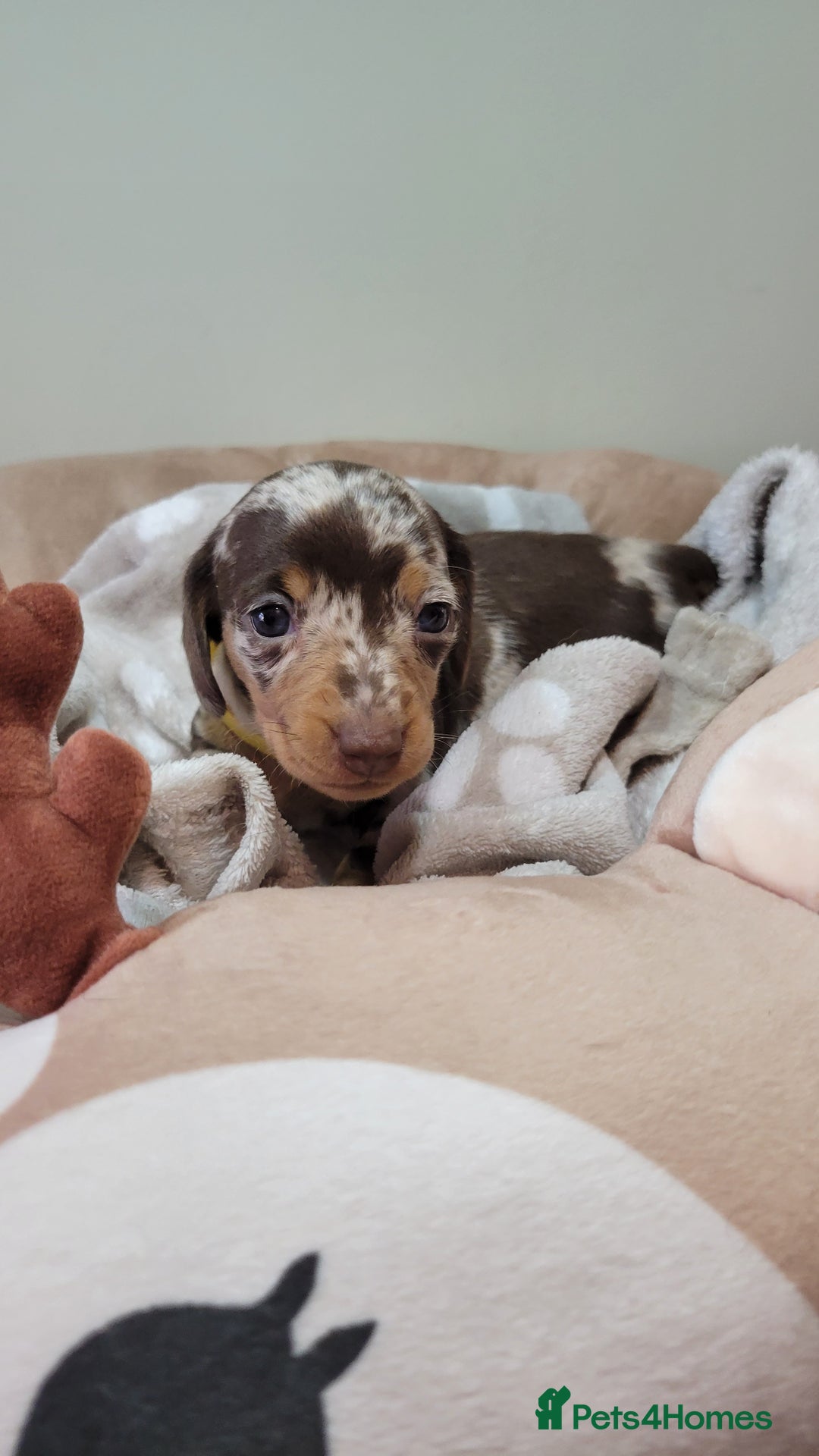 Miniature Dachshund dogs for sale: Kc Miniature  Dachshund  - Advert 4