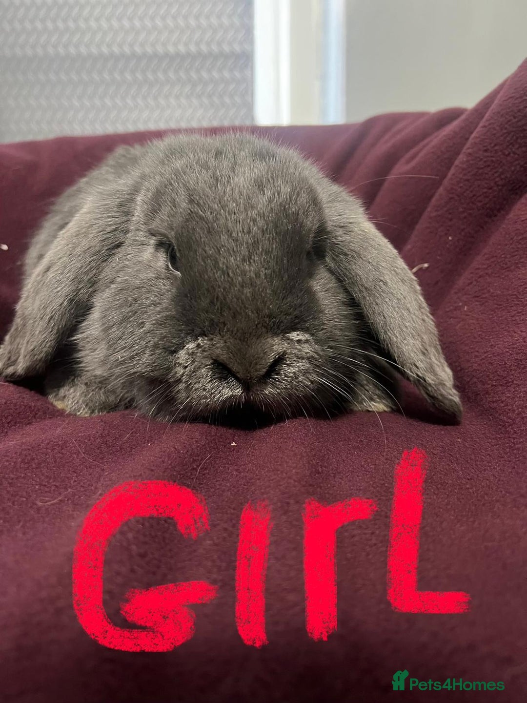 Mini Lion Lop rabbits for sale: Mini lop - Advert 12