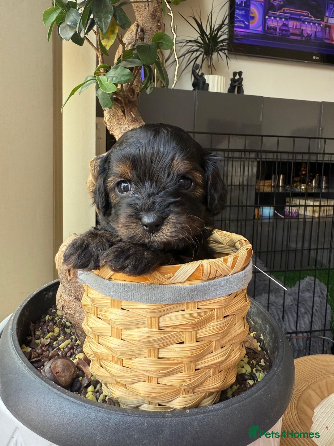 Cavapoochon dogs for sale: Gorgeous Black and Brown Cavapoo Puppies - Image 7