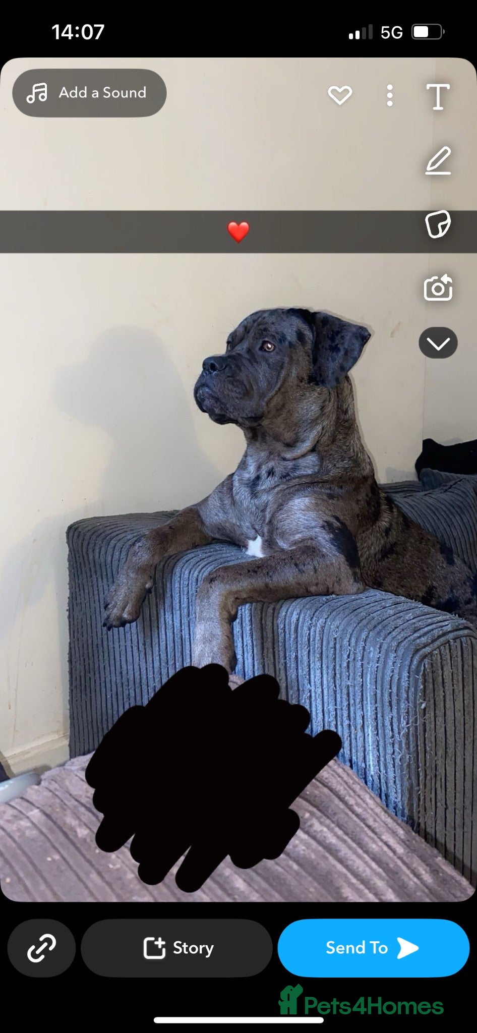 Mixed Breed dogs ACE (cane corso) for sale  - Advert 2