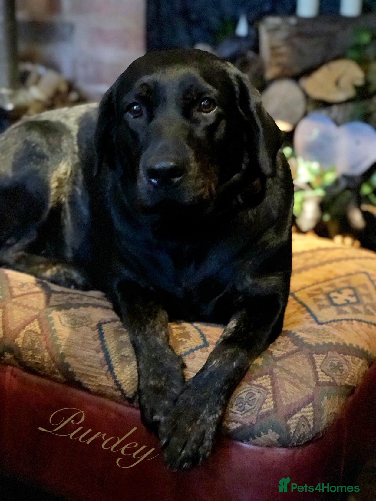 Labrador Retriever dogs KC puppy George with a 5 Star County Breeder  - Advert 2