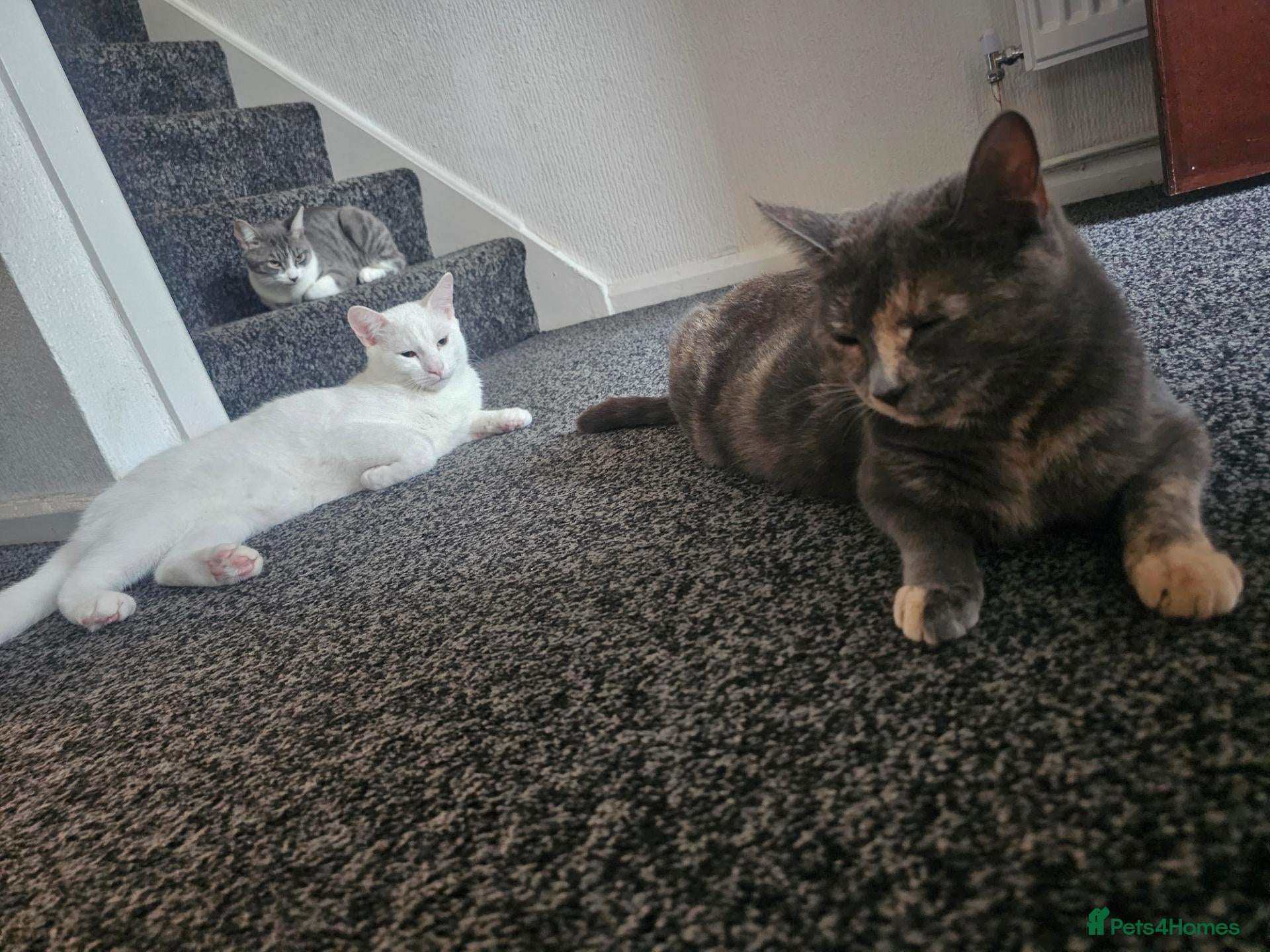 Domestic Shorthair cats for sale: 2 male kittens for sale!! - Advert 4