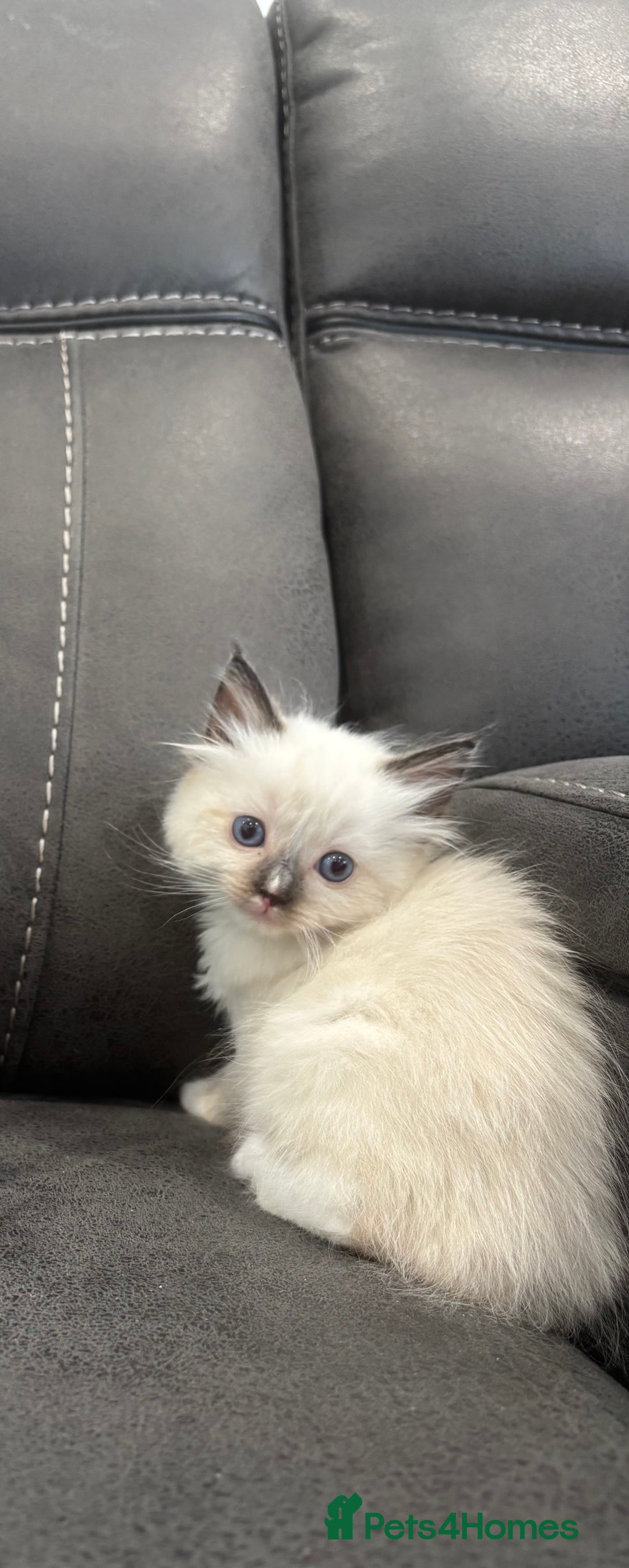 Ragdoll cats for sale: One Girl Left Ready Now!! - Image 1