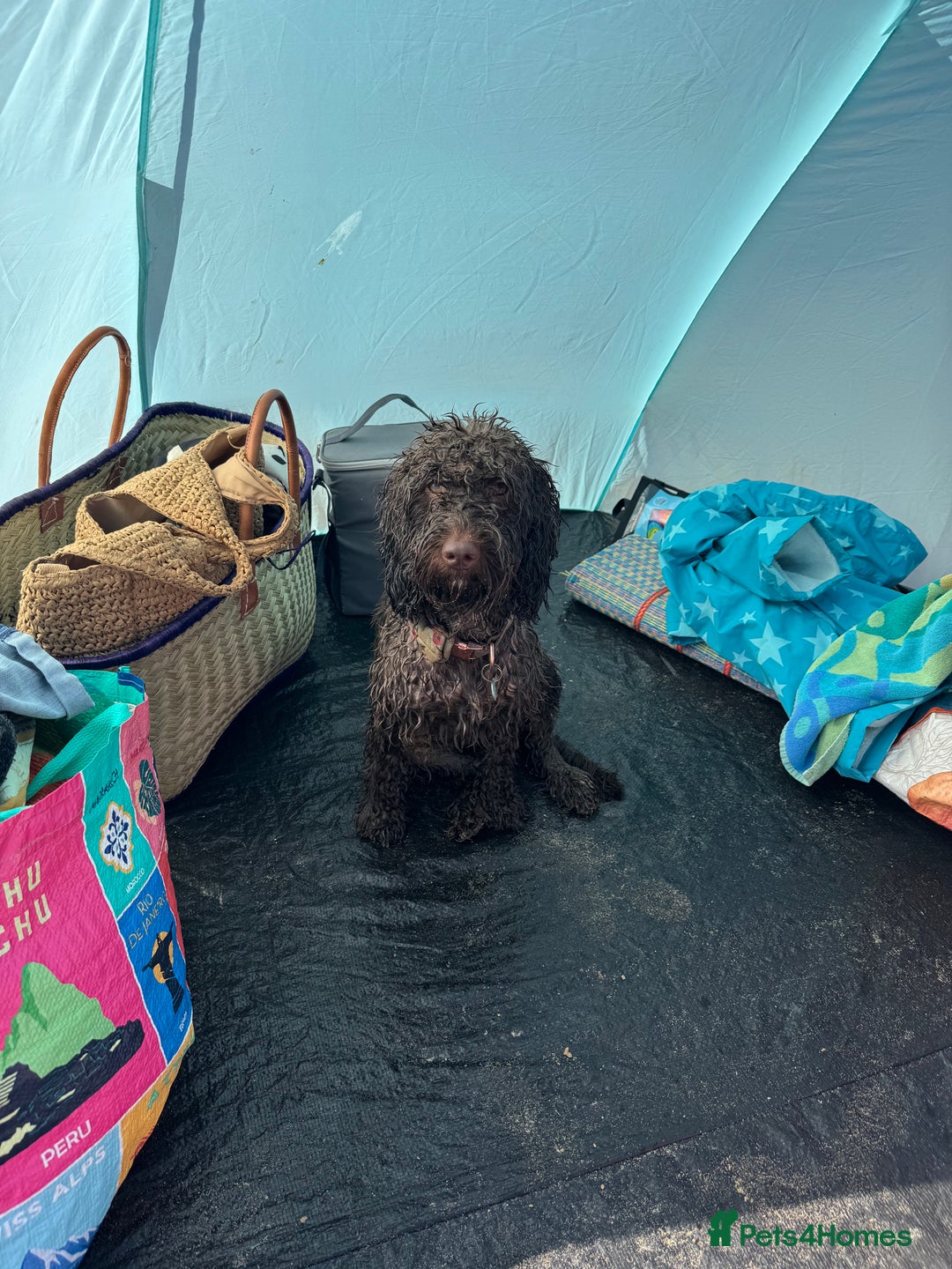 Cockapoo dogs for sale: Beautiful little cockapoo Ruby seeking a new home  - Image 6