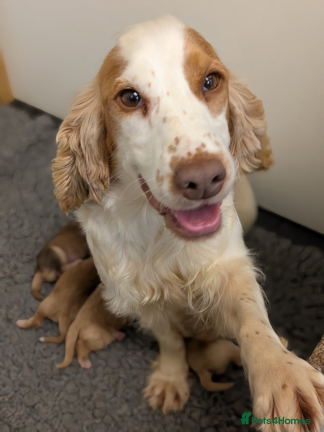 Cockapoo dogs for sale: Champion-Line Cockapoos From Health Tested Parents - Image 8