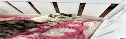 Cockapoo dogs for sale: F1 cockapoo puppies  - Advert 13