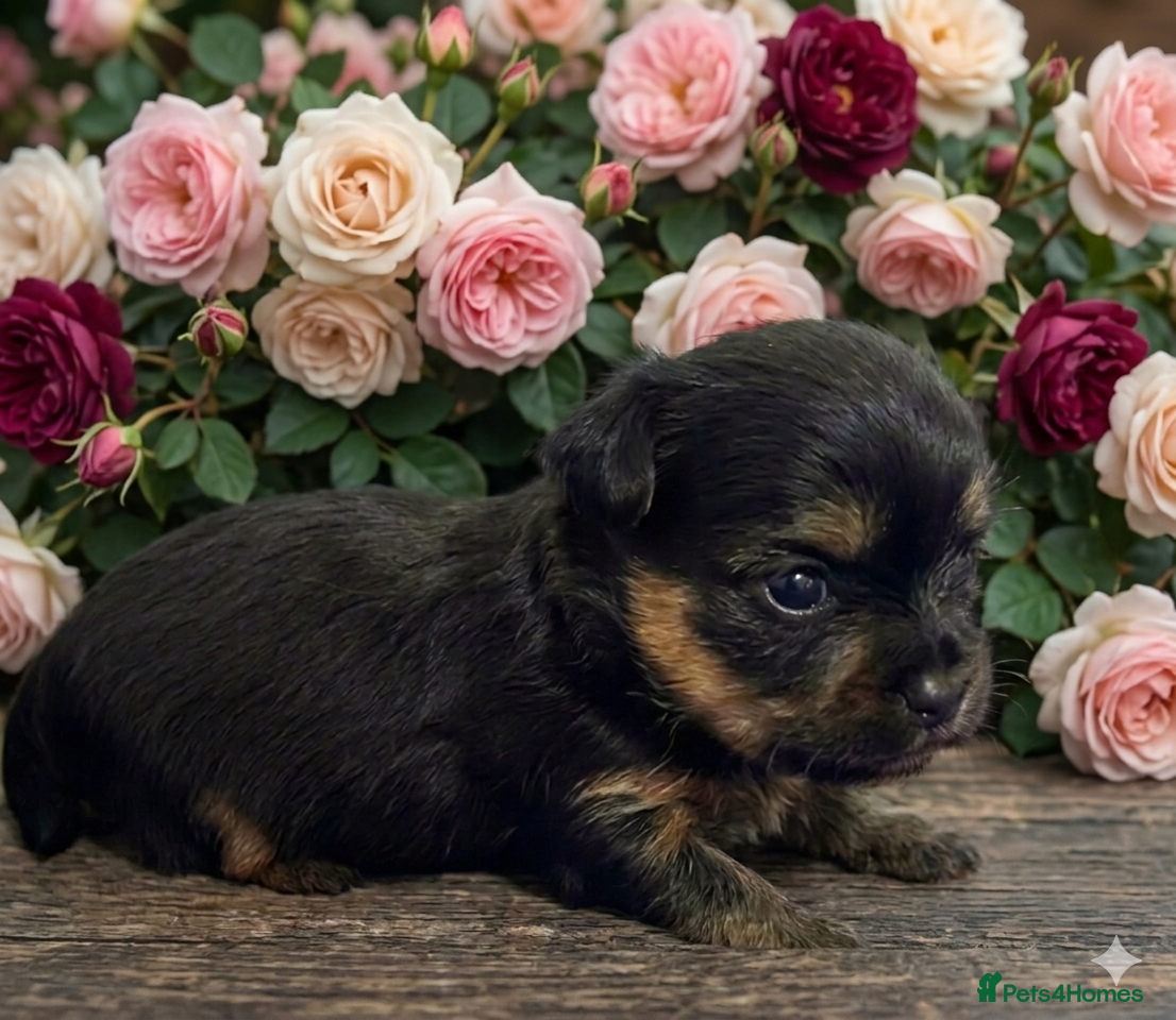 Yorkshire Terrier dogs Adorarable Yorkie Boys 5🌟Licenced Breeder - Advert 11