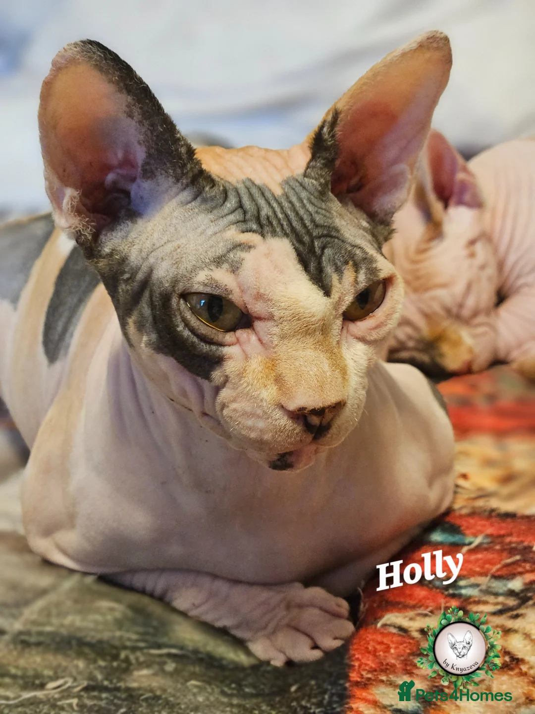 Sphynx cats for sale: Ready to go Beautiful Canadian Sphynx  ❤️  - Advert 2