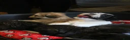 Shih Tzu dogs for sale: 4 Precious Fluffy Puppies in Leicester - Advert 16