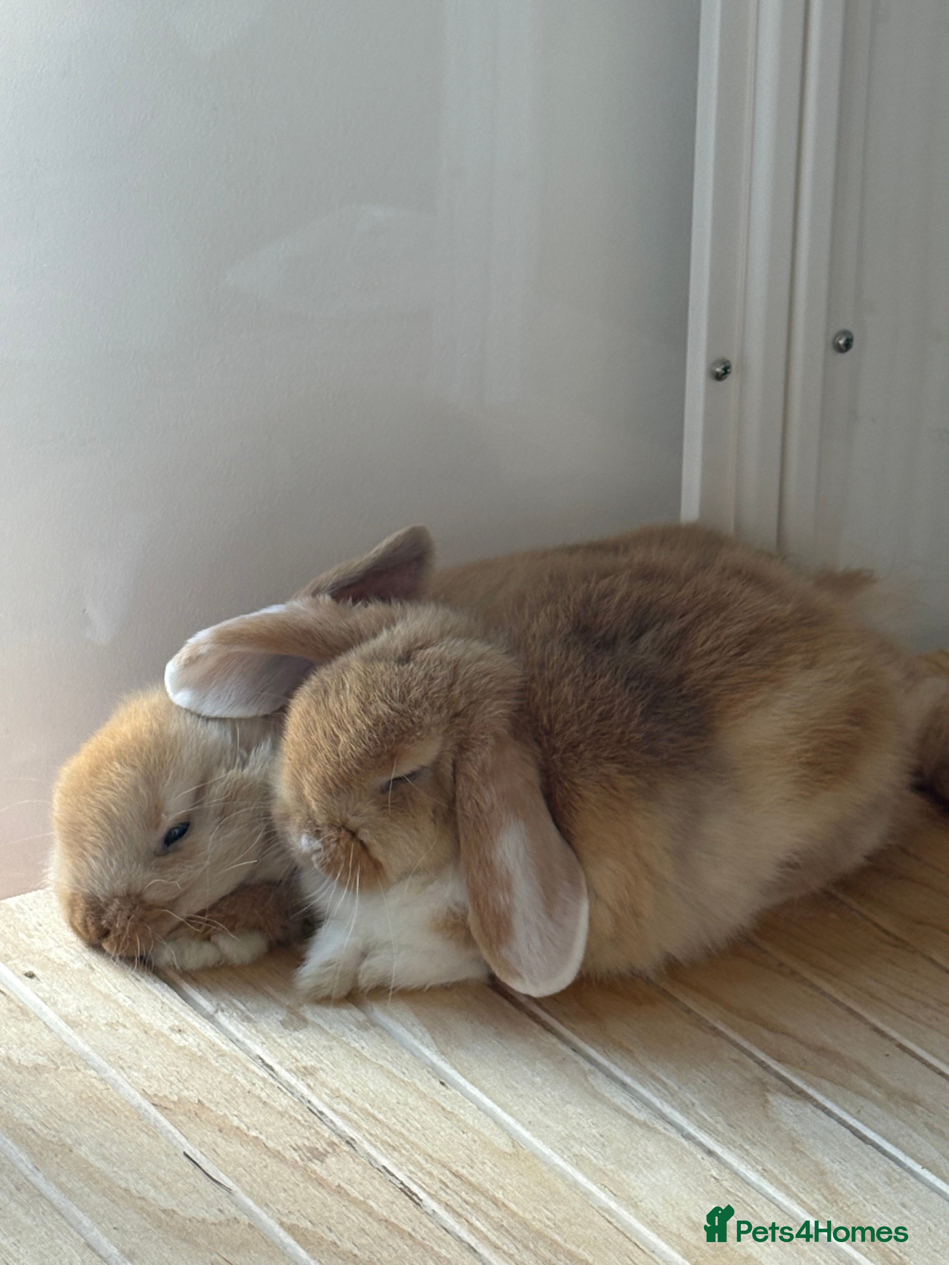 Mini Lop rabbits 2 female Sister bunnies for free  - Advert 5