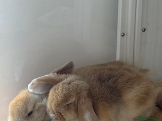 Mini Lop rabbits 2 female Sister bunnies for free - Advert 1