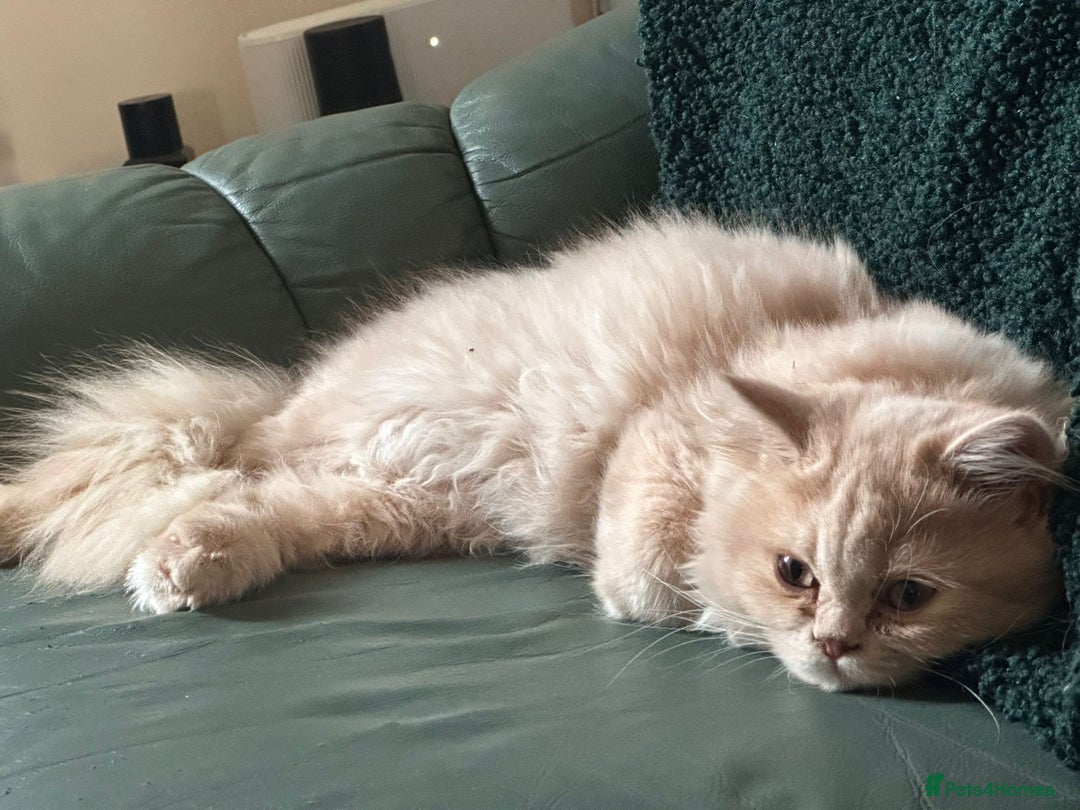 Persian cats for sale: Persian kittens - Image 8