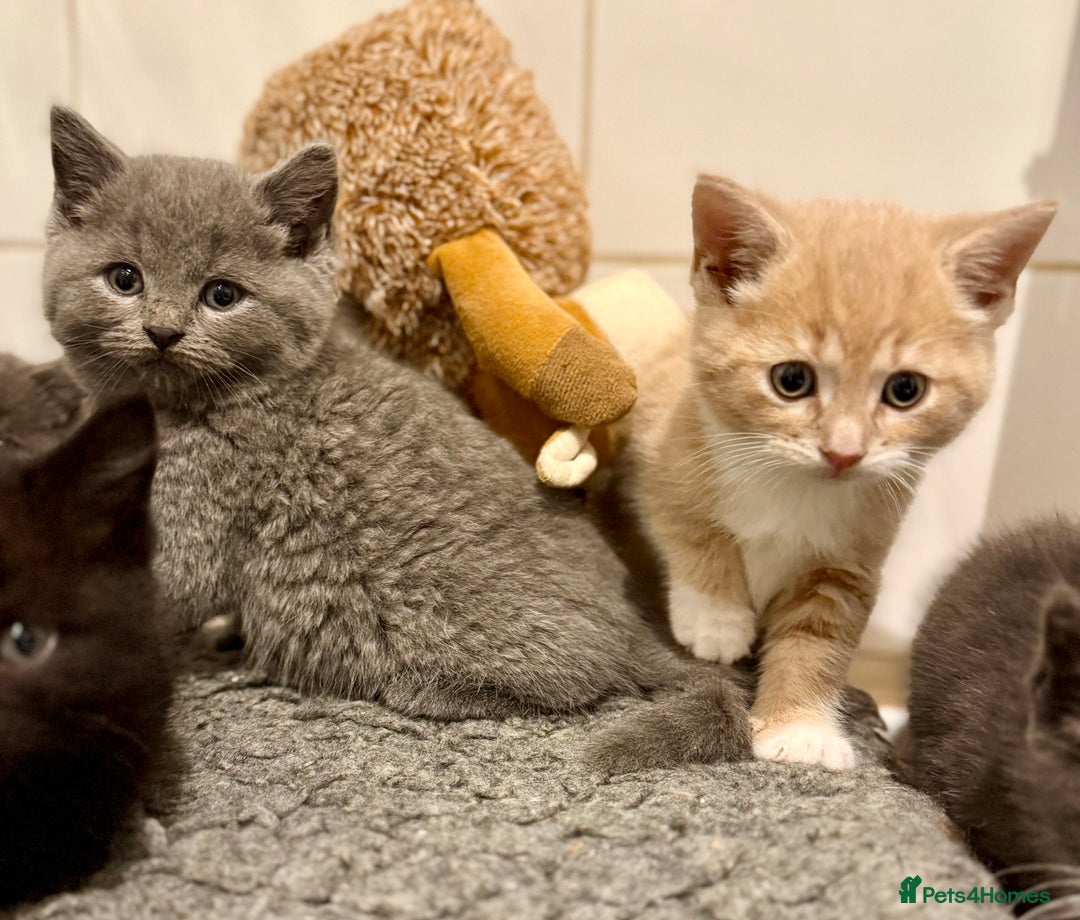 British Shorthair cats for sale: Beautiful 1/2 British Shorthair - Advert 4