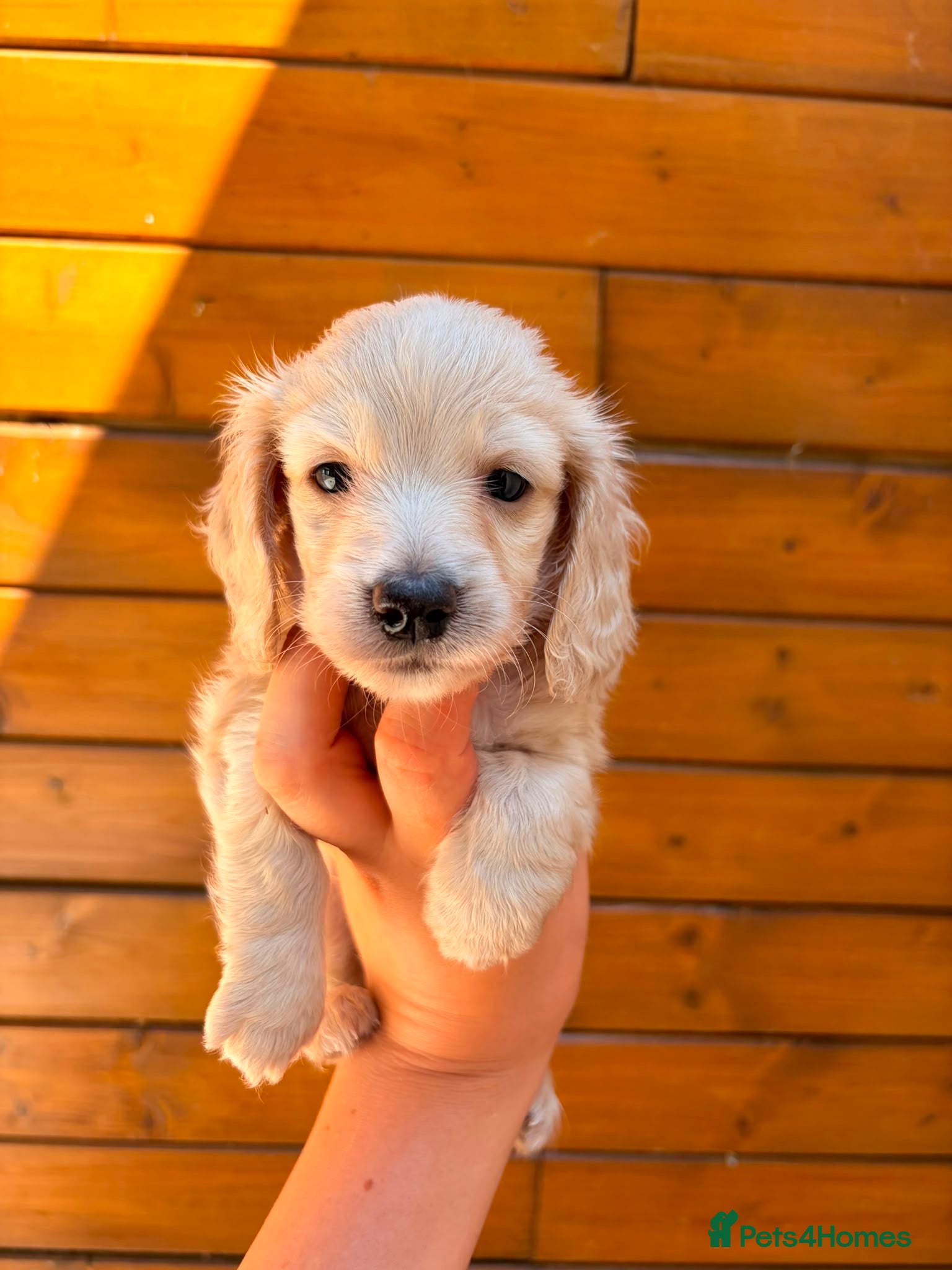 Miniature Dachshund dogs Quality cream mini dachshunds - Advert 1