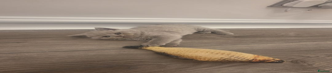 British Shorthair Kitten 6