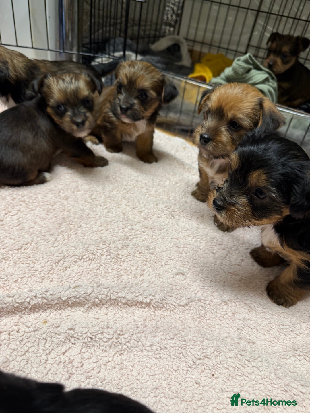 Yorkshire Terrier dogs for sale: Yorkshire Terrier  - Advert 11