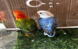 Lovebirds birds for sale: Beautiful Opline lovebirds in Birmingham - Image 7