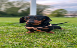 Miniature Dachshund dogs for sale: Miniature Dachshunds  - Image 5