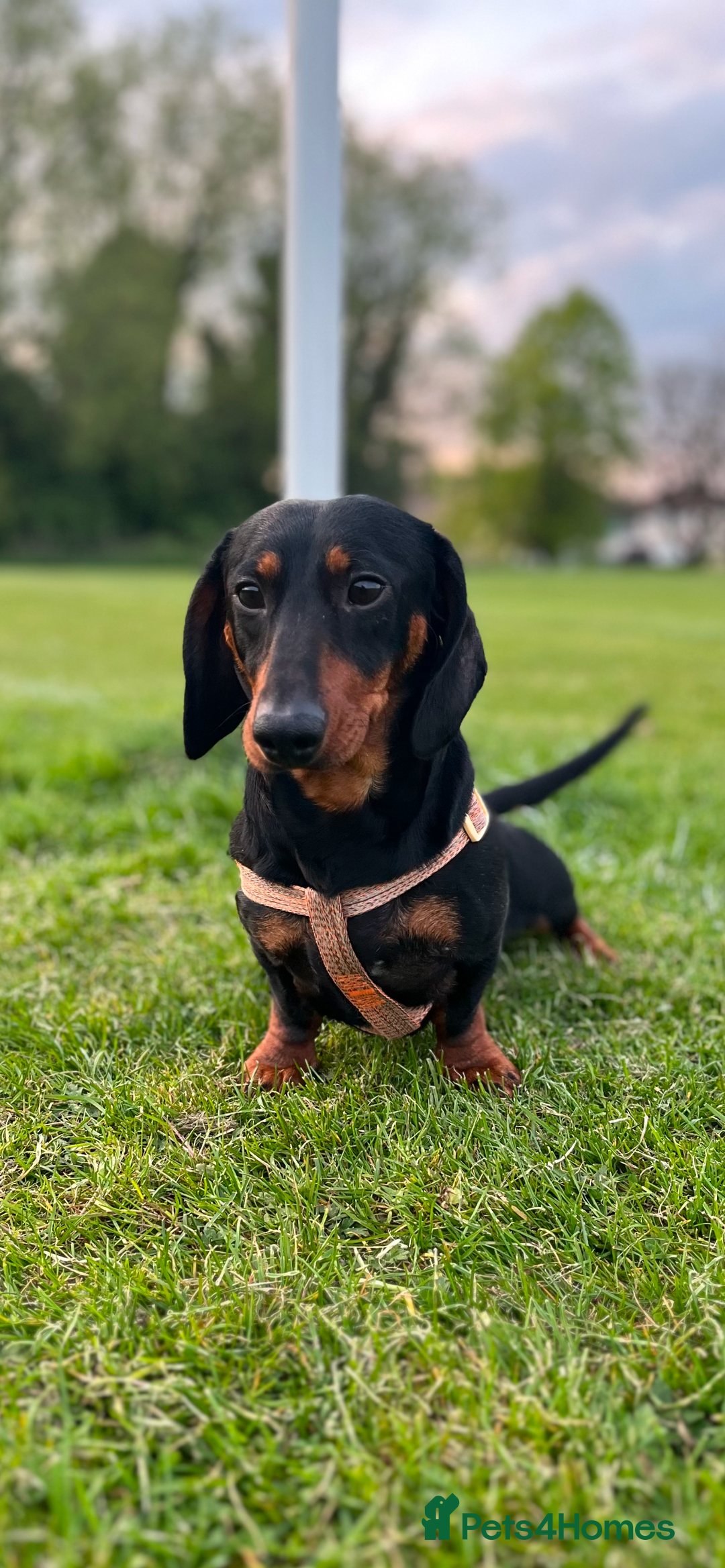 Miniature Dachshund dogs for sale: Miniature Dachshunds  - Image 5