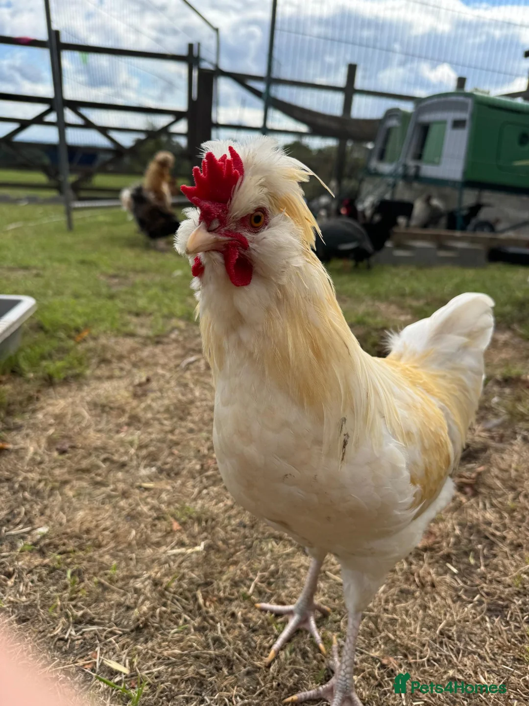 Chickens poultry for sale: Polish x Leghorn cockerel caramel and white  - Advert 15