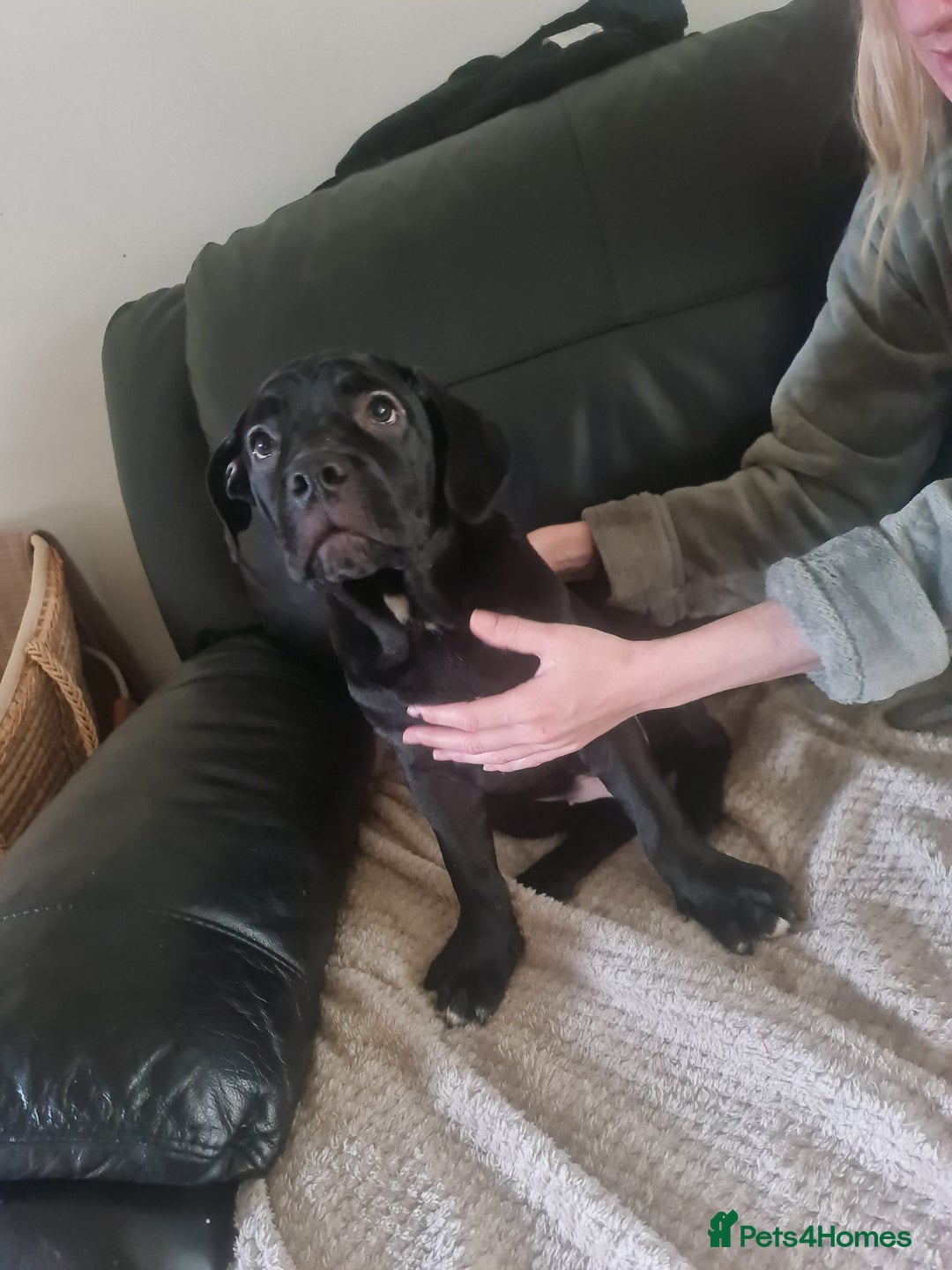 Cane Corso dogs for sale: 2 beautiful cane corso puppies - Advert 3