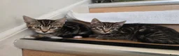 Mixed Breed cats for sale: Adorable Kittens Looking for Loving Homes baby cat in London - Advert 13