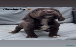 Cocker Spaniel dogs for sale: Cocker spaniel puppies for sale - Image 5