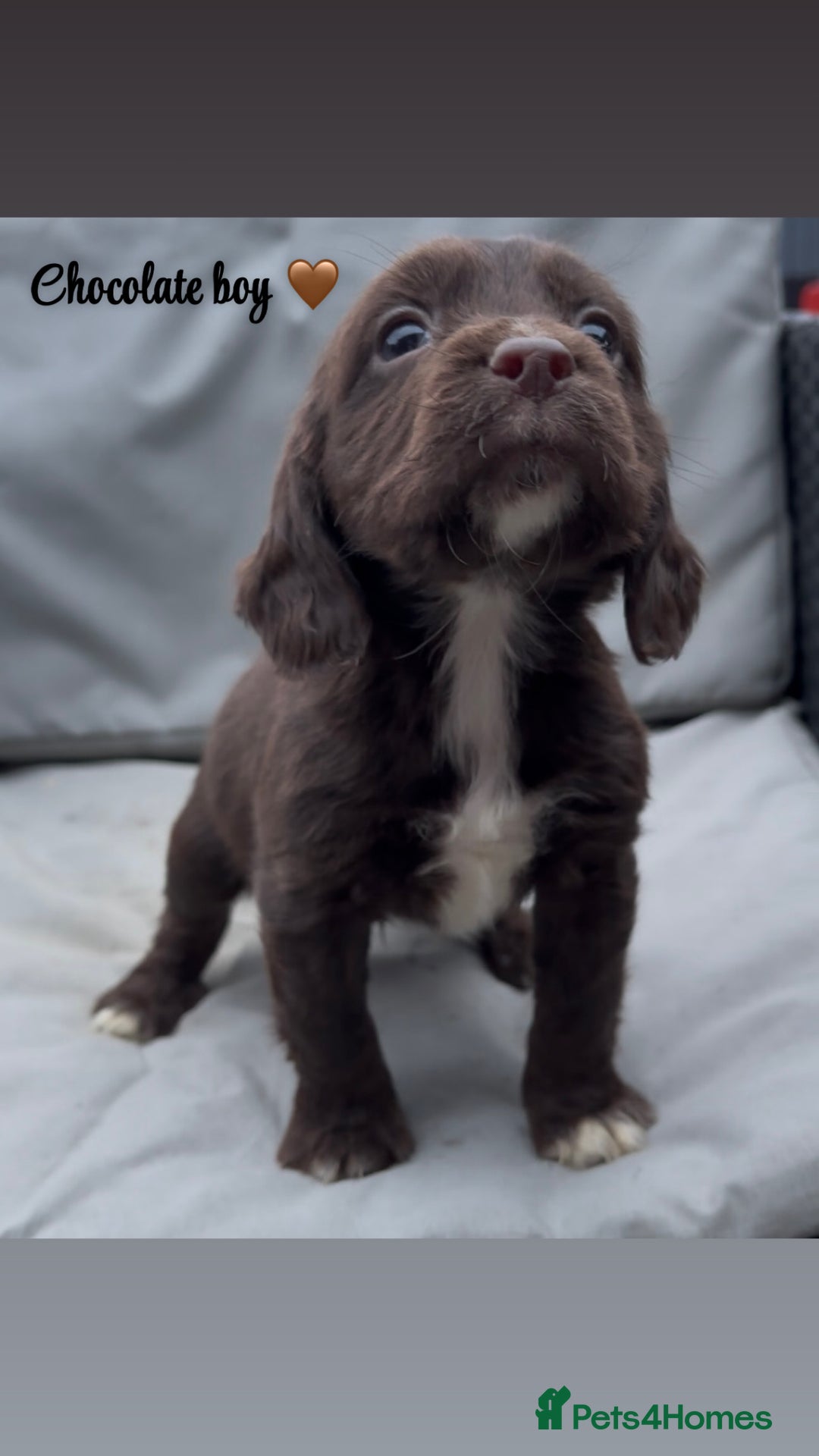 Cocker Spaniel dogs for sale: Cocker spaniel puppies for sale - Image 5