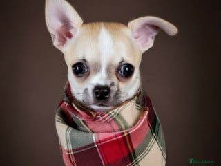 Chihuahua dogs CHIHUAHUA PUPPY - Advert 1