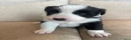 Border Collie dogs for sale: Beautiful Border Collie Puppies - Advert 10