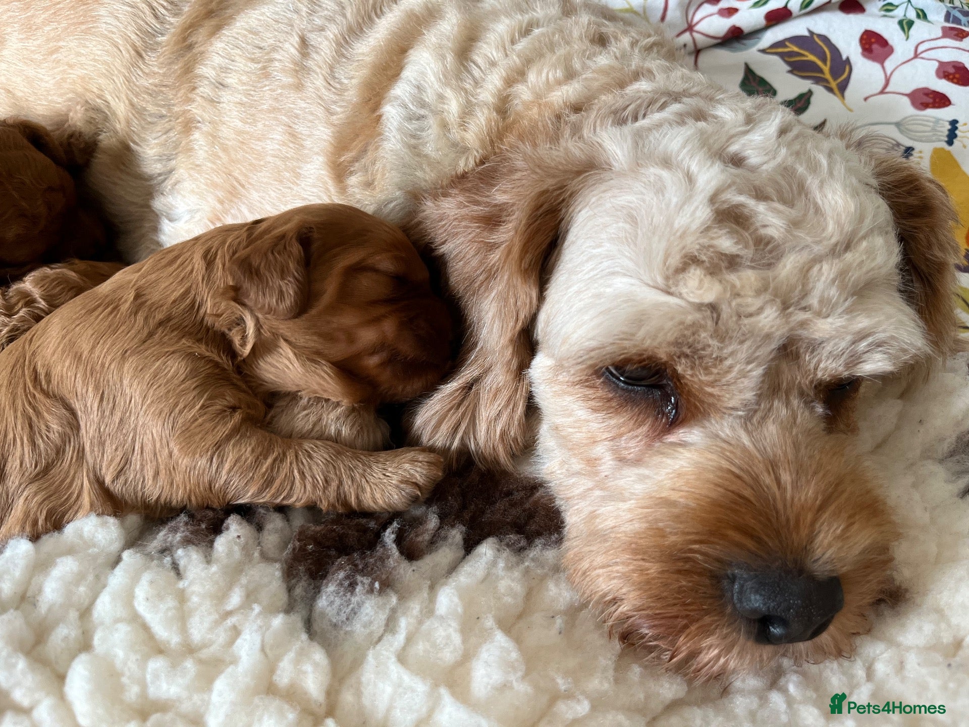 Cavapoo dogs Beautiful F1B Cavapoo Puppies  - Advert 1