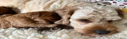 Cavapoo dogs for sale: Beautiful F1B Cavapoo Puppies DNA tested. - Advert 1