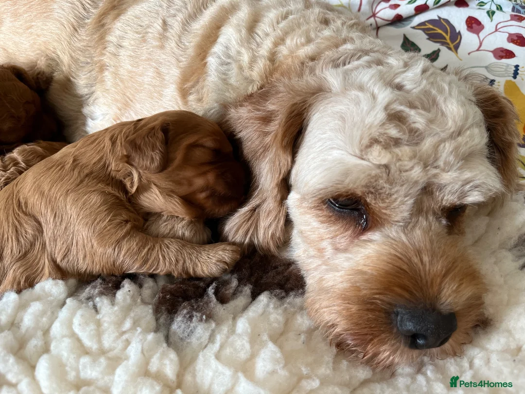 Cavapoo dogs for sale: Beautiful F1B Cavapoo Puppies DNA tested. - Advert 1