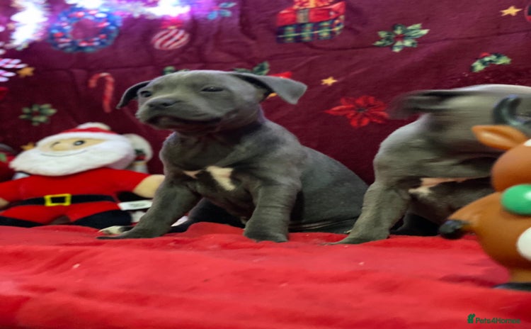 Staffordshire Bull Terrier dogs - Advert 1