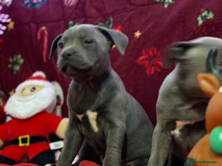 Staffordshire Bull Terrier dogs Kc Champion Blue Staffy Pups Ready - Advert 15