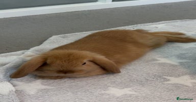 Mini Lop rabbits - Advert 7