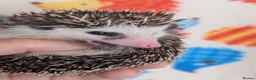 Pygmy Hedgehog rodents for sale: Gorgeous Reduced Hoglets available NOW!!!! - Advert 25